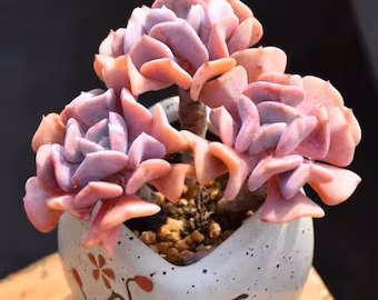 Echeveria Cubic Frost