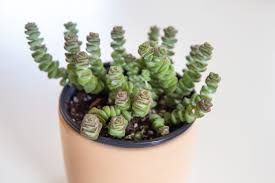 Crassula perforata