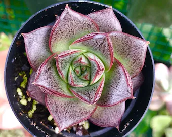 cheveria Purpusorum