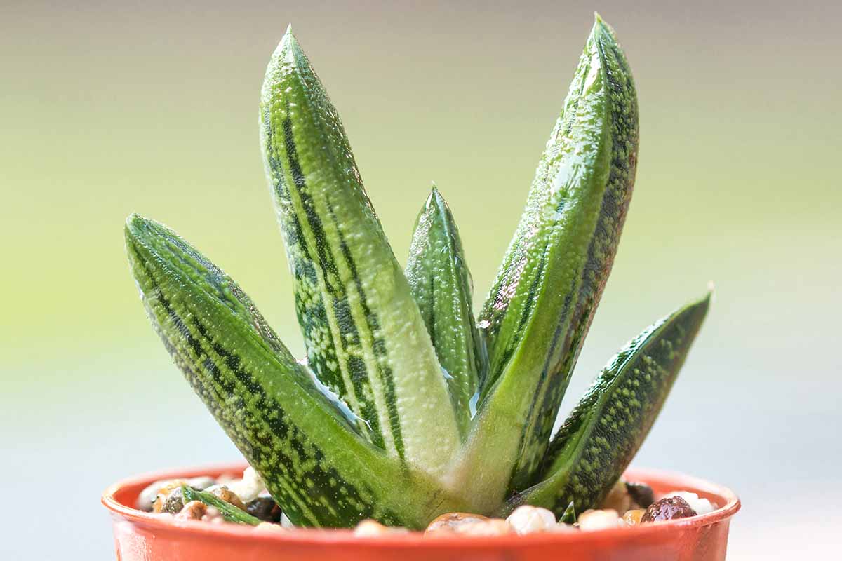 Gasteria Little Warty