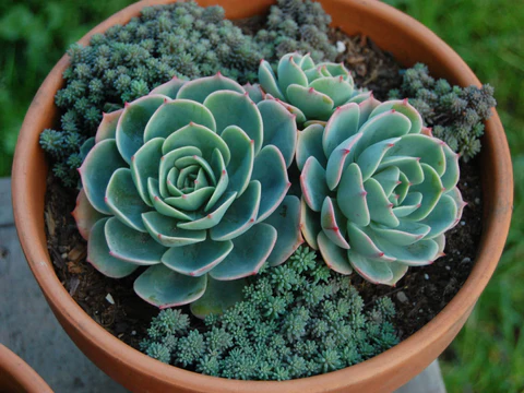 cheveria Imbricata