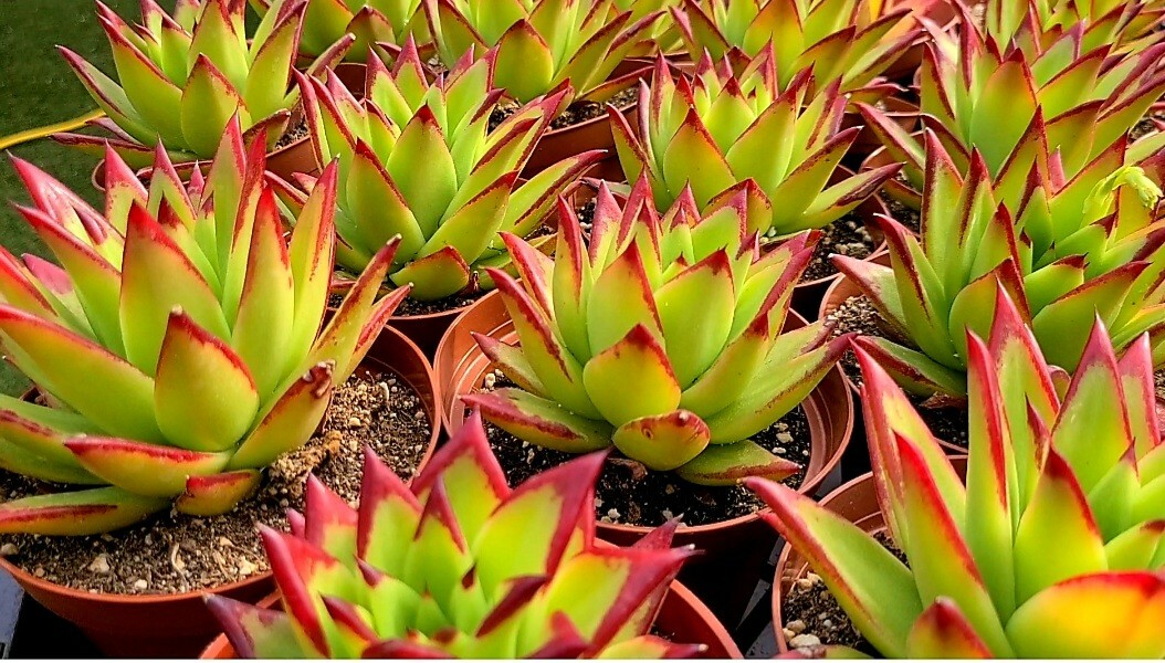 Echeveria agavoides